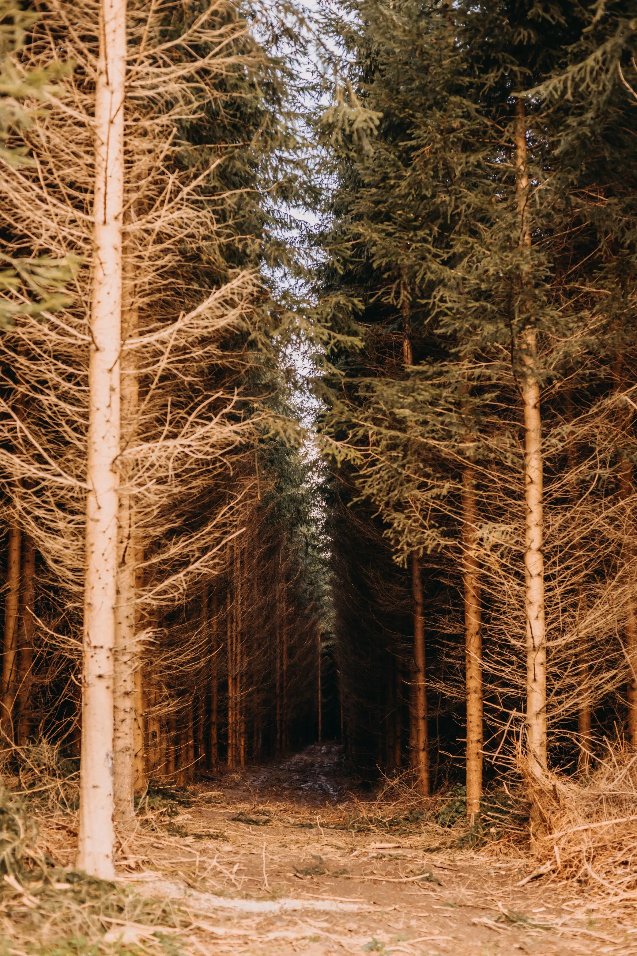 Domek M² w Chwalisławiu