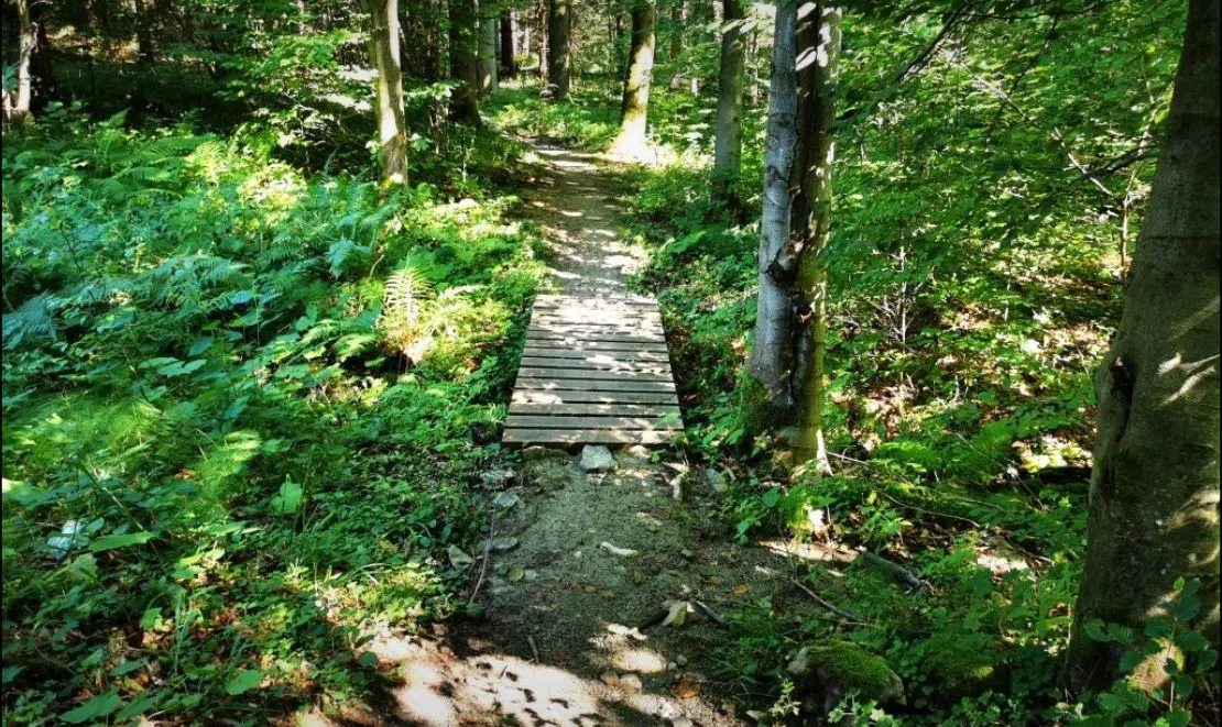 Singletrack Glacensis – Pętla Chwalisław